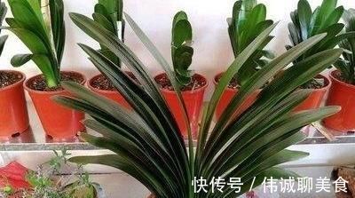 烂根|君子兰夏季浇水,掐准“时间段”,插个大竹签,从来烂根