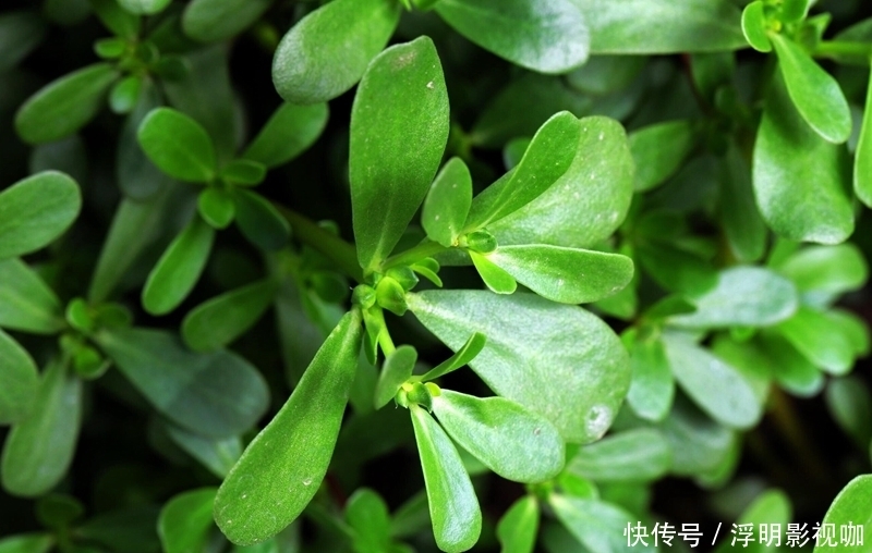 马齿苋|农村当个草,城里当个宝,五行俱全的“长寿菜”——马齿苋