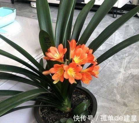 发黄|夏季养君子兰,记住一个“少”字,不烂根不黄叶,长的就是旺!