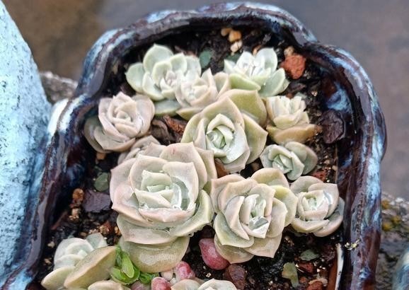  谈谈|谈谈多肉扦插，这5点不要忽略，或许可以提高多肉扦插成活几率