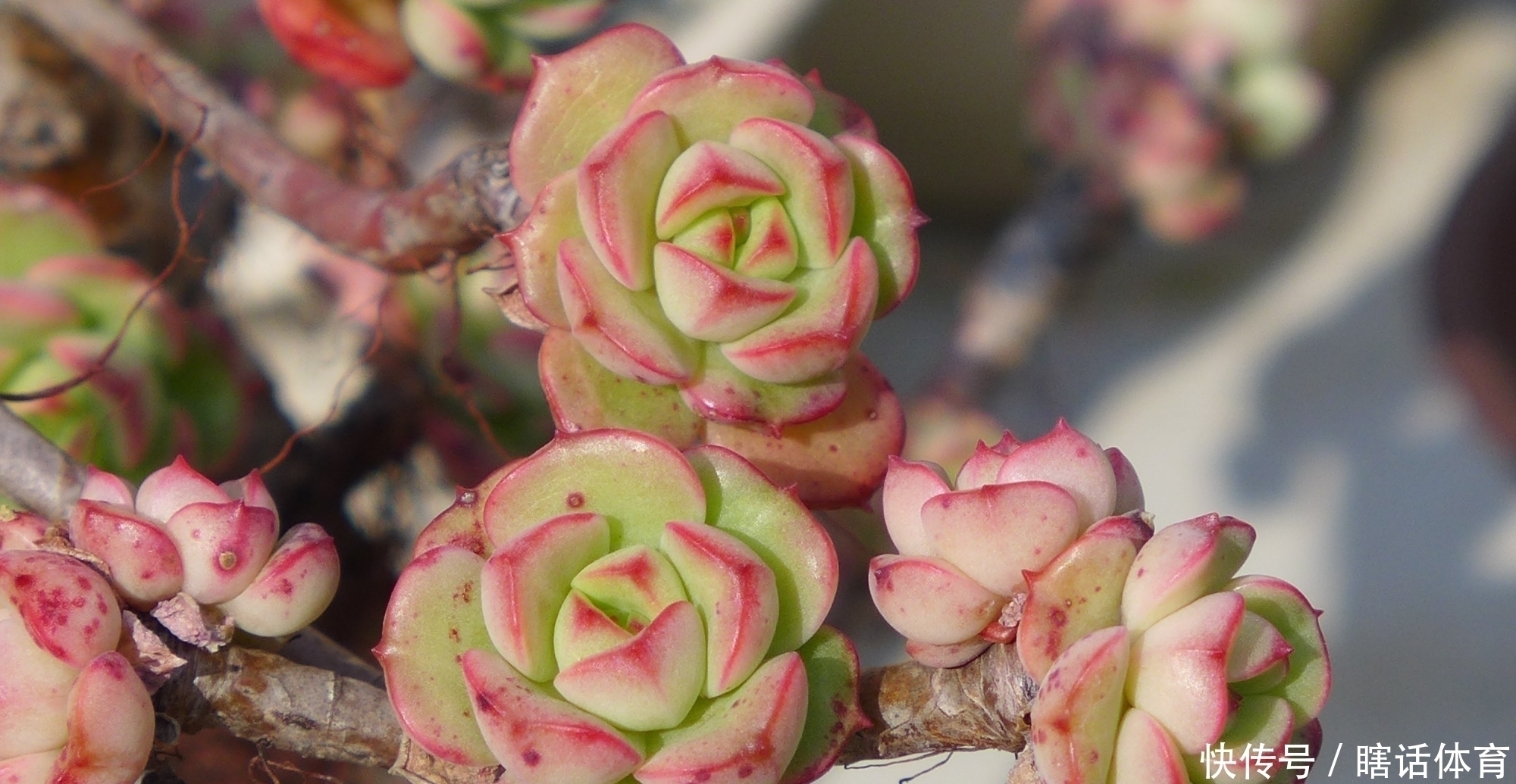 千佛手|这6种多肉养成悬崖桩,价格贵、颜值高,看起来真过瘾