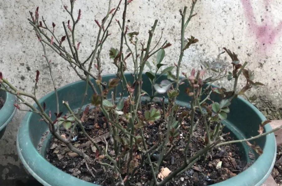 花养成光杆司令，别扔了、还有救，3天起死回生！