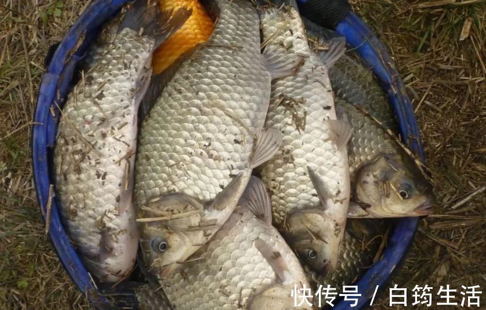 鲫鱼|秋钓草窝，搞清楚明和暗的区别，大板鲫排队入护