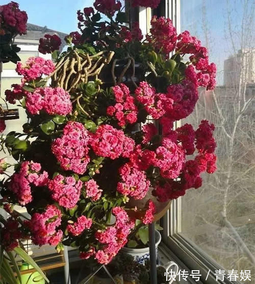 光照|养“长寿花”3年变老桩,窜成“巨无霸”,开成大花球,美!