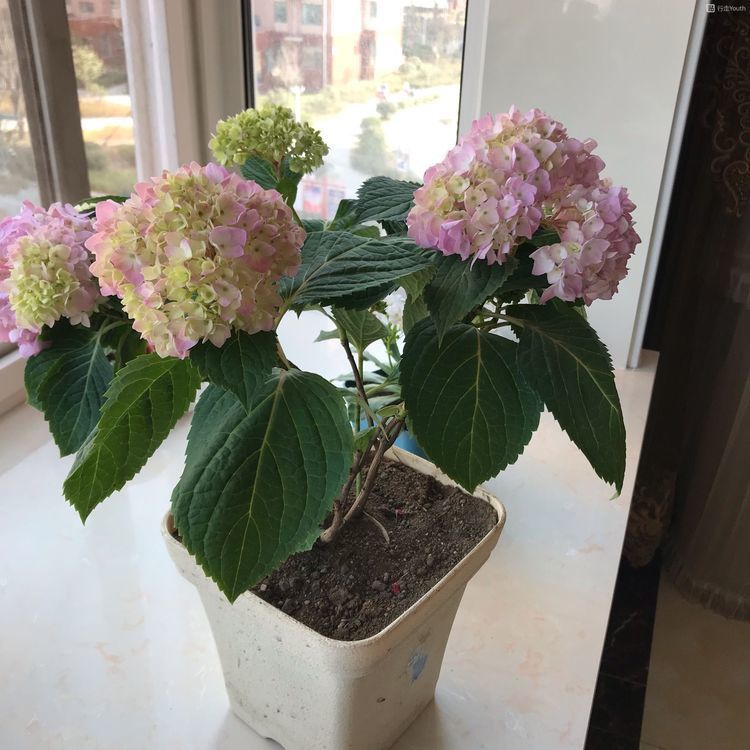 自带“贵气”的几种花，花叶俱美，养盆放阳台美极了