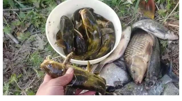 钓饵|说实话，“收拾”黄辣丁我只服这钓法，无论在哪，钓完都特舒服