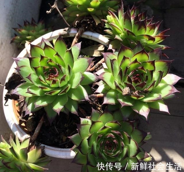 养多肉,就养这“6盆”,越长越肥,颜色越来越好看,太美了!