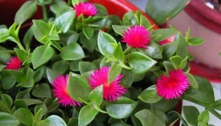 3种花便宜漂亮又好养，10元买两盆，开花漂亮花期长，谁养谁喜欢