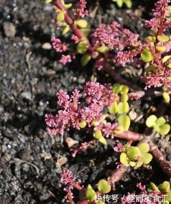 金枝玉叶不娇贵,满足“三习性”,即使不浇水,每天也能长一片叶