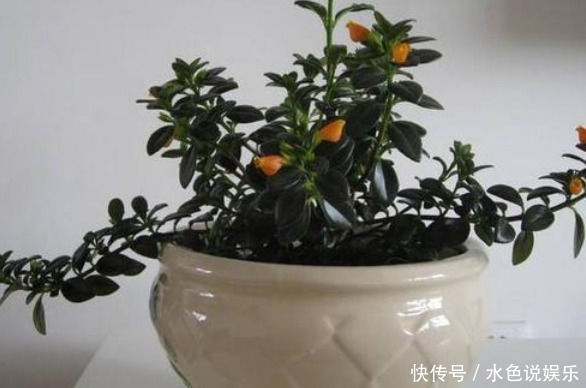 金鱼吊兰|长在枝丫的“金鱼”,你有见过吗还比真金鱼好养,快去养一盆