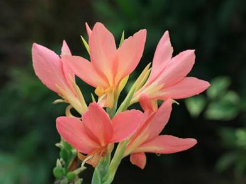 养盆“美人蕉”,动点“小心思”,花大、花量多,年年赏花停不了