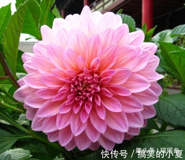 此花外形奇特品种极多，花姿优雅霸气傲然，是寿比南山的好寓意
