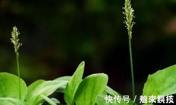 用车前草|坚持食用车前草,一个月以后,身体会有4大变化,可惜许多人不知