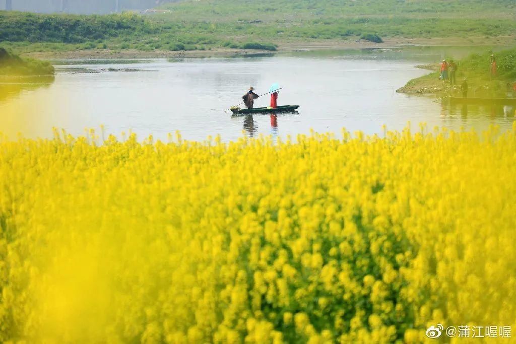 成都油菜花“千岛湖”，在这里……