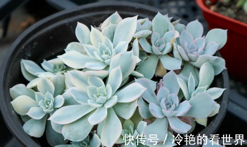 盆栽|8月,夏末秋初,养多肉多注意这3点,盆栽状态越来越好