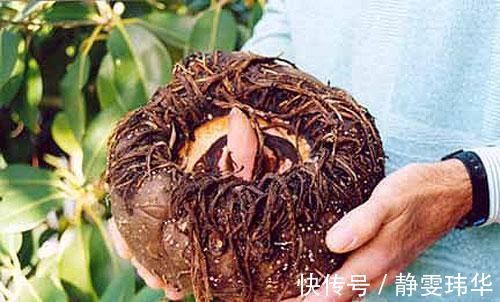 糖尿病患者|糖尿病别害怕，一定要多吃“降糖4君子”，可以稳定血糖难升高