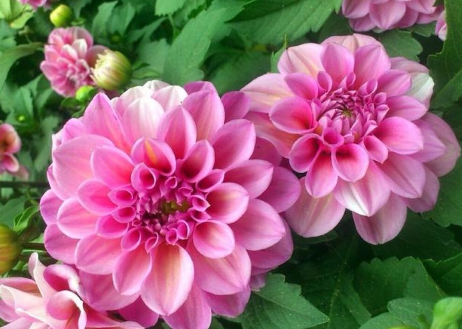 “此花”花朵硕大、花期长,颜色绚丽,比牡丹还美,绿萝还好养!