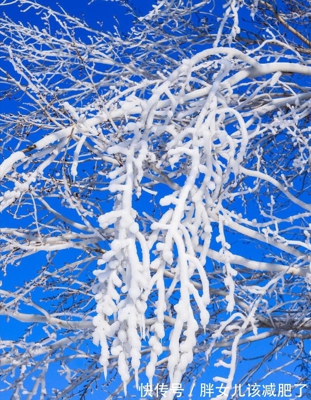 千般苦!岁月把酒与君共,腊梅笑绽待春还