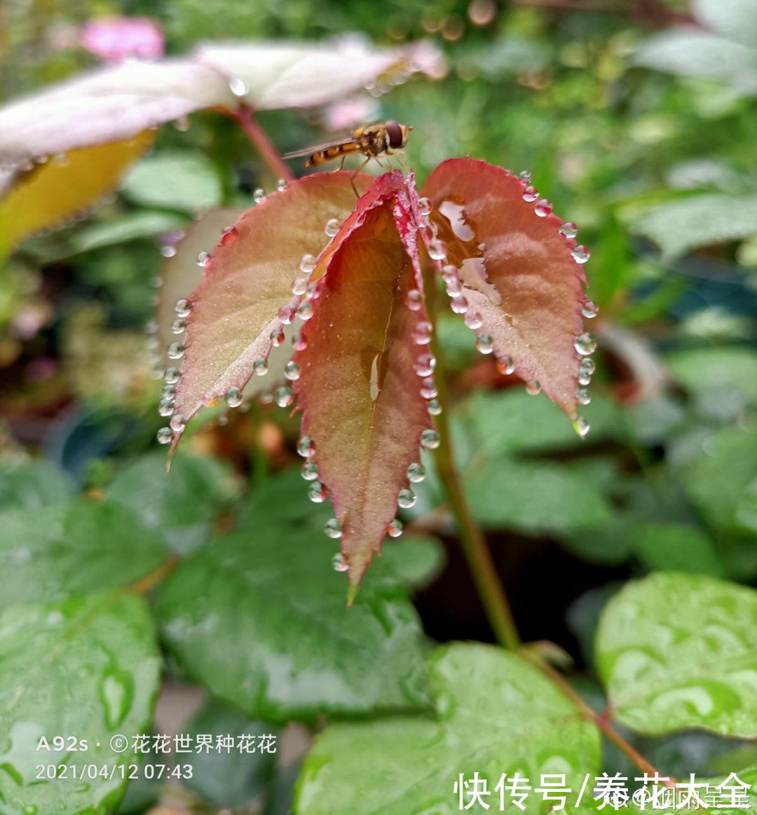 叶子|绿萝叶子“吐”水珠，恭喜你，养出了最佳状态