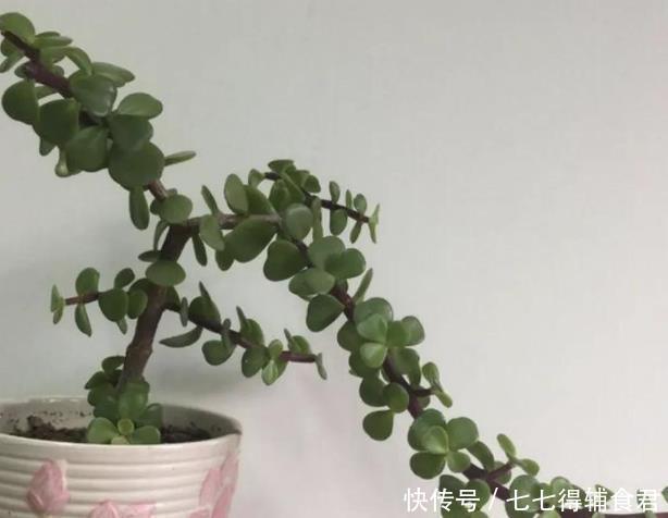 春天|生长快速的9种多肉,春天就养这些肉肉了,一年半载就能养爆盆