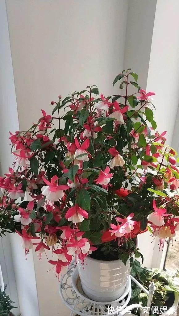 被称为“夏必死”的8种花,我却喜欢买一些,因为能“省”不少钱