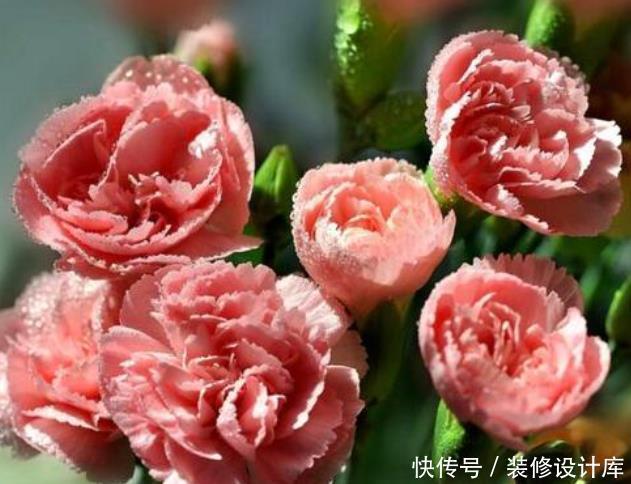 水层|把花种花盆里就像人穿鞋,适当“垫一垫”,才能透气不“捂根”