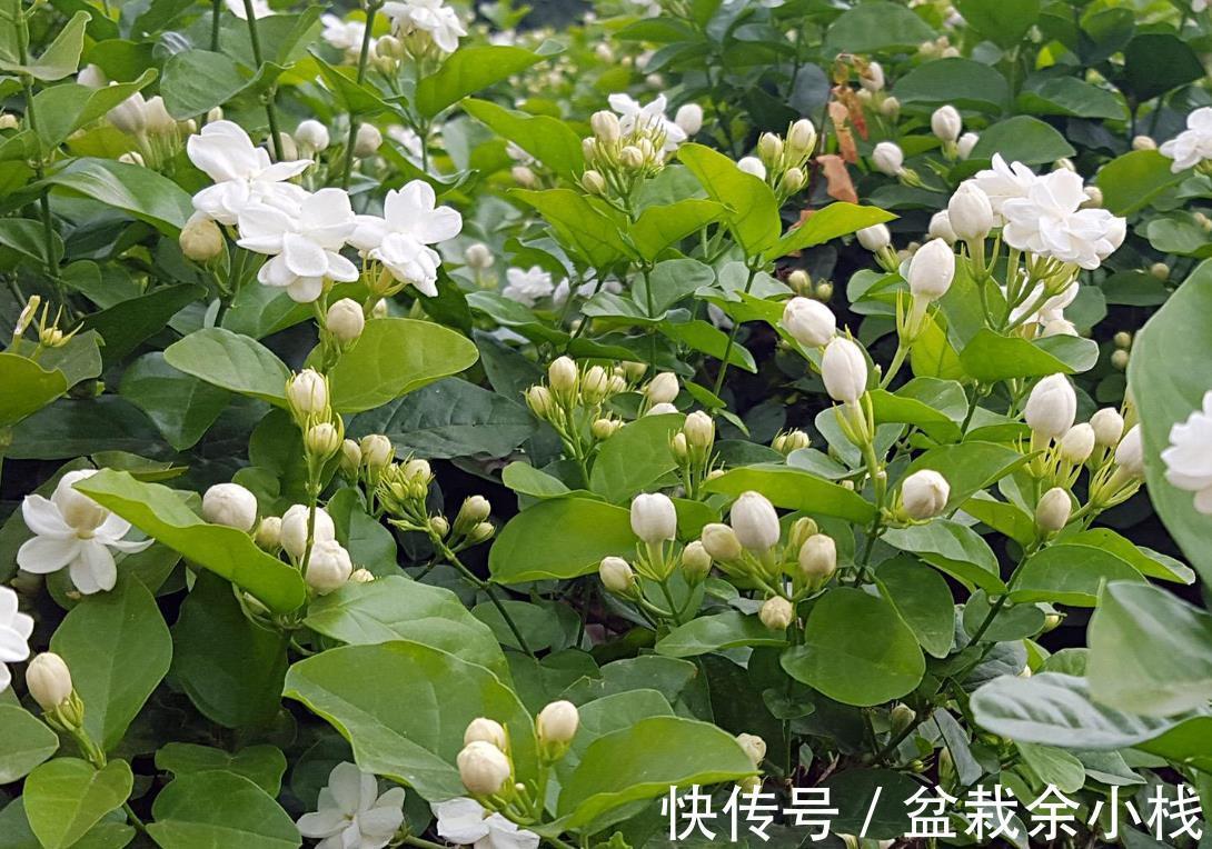 蕾丝|7种“香水花”，养一盆满屋生香，开花180天，好看又贵气