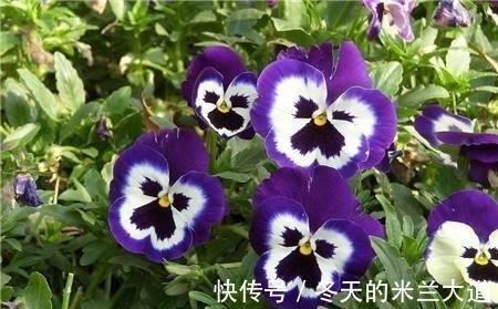 蔓生吊钟海棠|四款特色的花卉，花型独特优美，花开繁盛又迷人，枝上花苞满