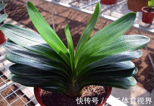 叶心里|养兰2年的君子兰从未开花?学会浇水方法,长势旺开花美!