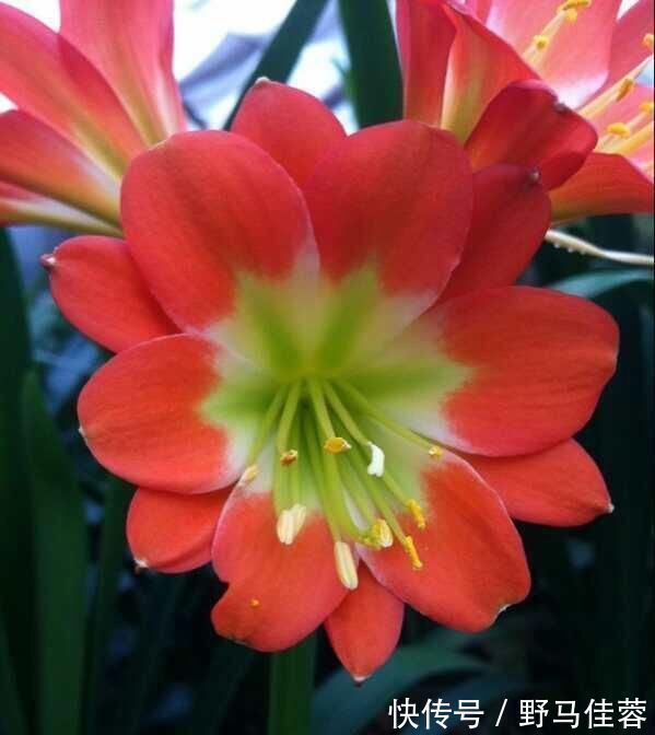 这五种“花卉”都是懒人花,每月浇水一次,不会烂根,远离黄叶