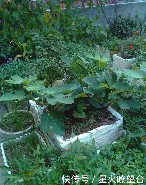 1根枝条插土里,10天生根,来年结果,一结一箩筐,吃不完!