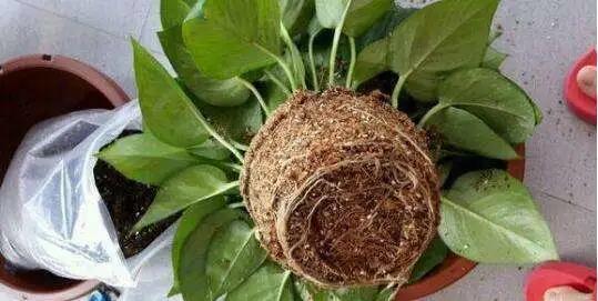 养花不是只浇浇水这么简单，不知道这些养花技巧，花养不好！