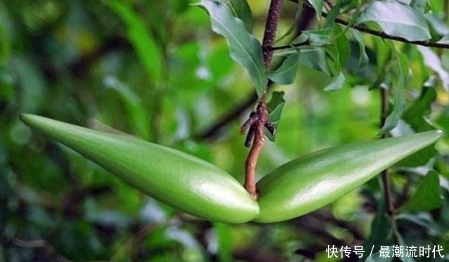 山坡上生长的这种野生植物,全株有毒,不耐霜冻,却有杀虫的功效