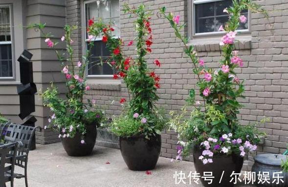 室内盆栽植物别随意,居家首选此3款,颜值高、于健康无害