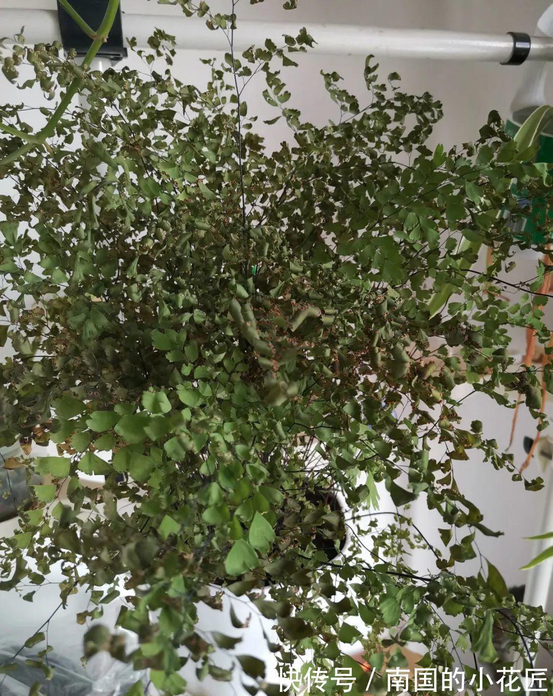 叶片|夏天怕晒的花，赶紧搬到阴凉地儿，再晒成枯杆了