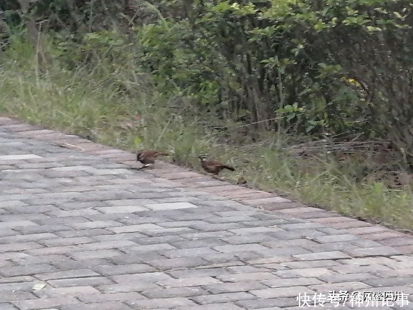 蓬安|逛游百牛赞歌广场，这里风景独好