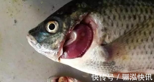 含“寄生虫”最多的3种鱼，没营养还难吃，鱼贩子宁愿丢掉也不吃
