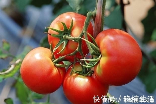 分解酶|提醒，炒西红柿不能放此物，吃了就是给自己找罪受，早知早健康