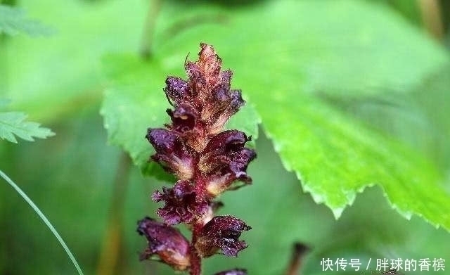 姜撞奶|生姜和“它”搭配,男人常吃,助男人“阳气十足”,更有男人味