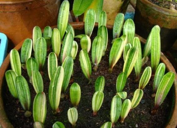 君子兰养护“技巧贴”4大养护难题,通通给出解决答案!