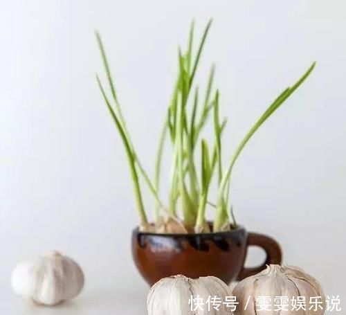 阳台上|一个芋头芽,埋在花盆里,10天长成大盆景,比龟背竹还漂亮