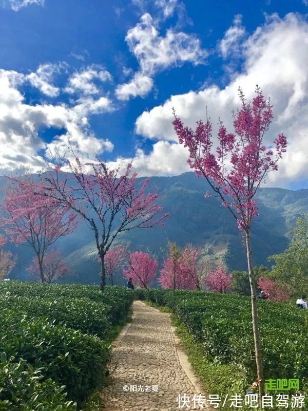 自驾|北上看雪，南下看花，这12个地方承包年末旅行