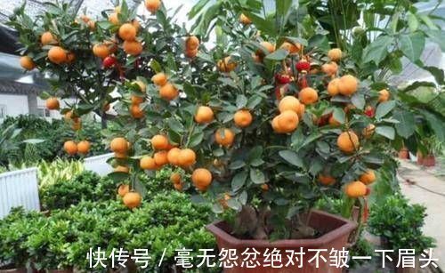 百合竹|这4种“吉祥花”寓意富贵,养了就是赚了,家里人都受益