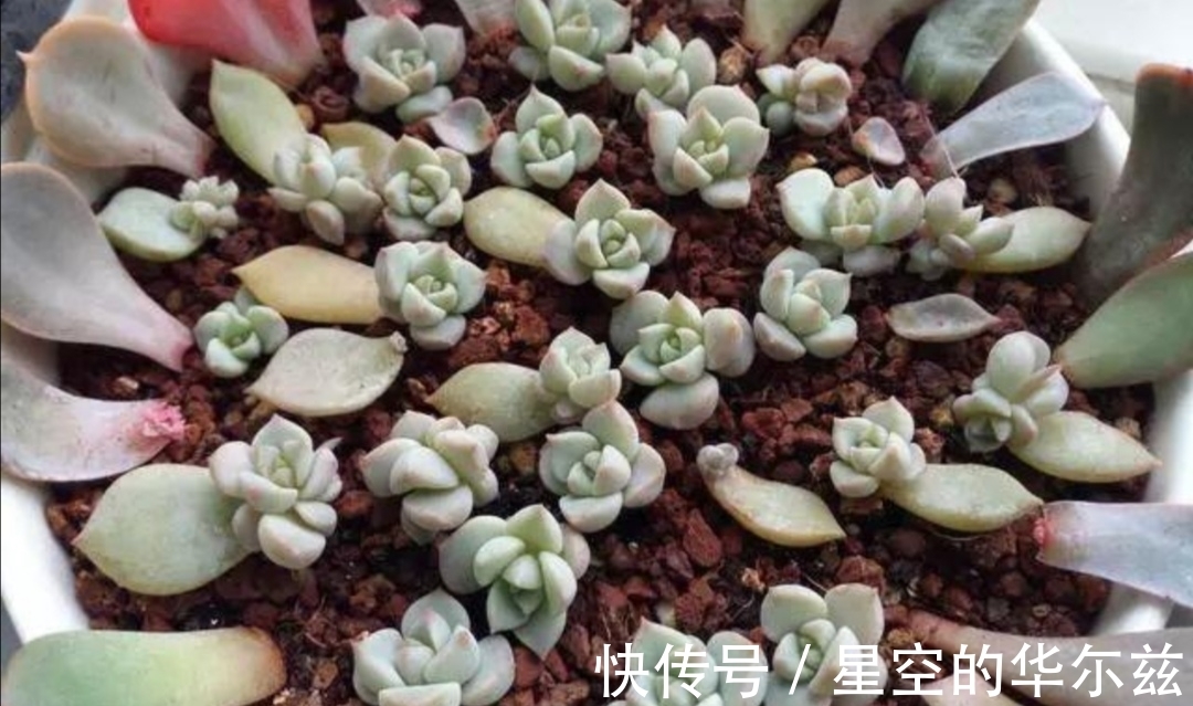 用上1个塑料瓶子,冬天扦插多肉,也能很快生根,长出小苗