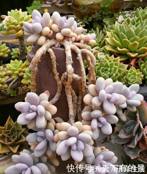 刚带回家的多肉,做好3件事,越长越肥美,轻松长满盆!