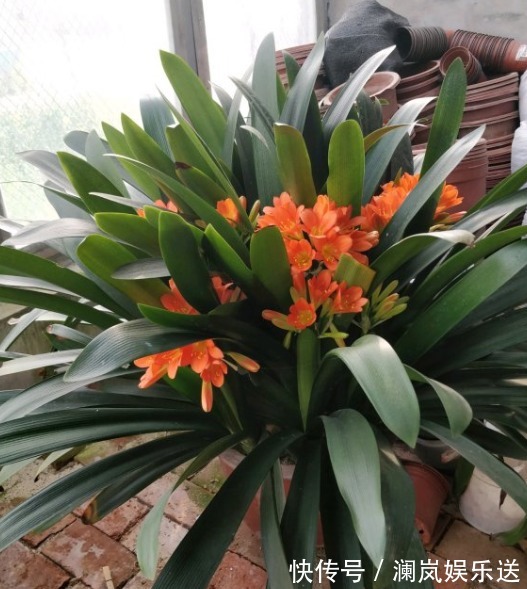 烂根|君子兰僵苗、黄叶怎么办1个方法一次性解决,到了花期准时开花