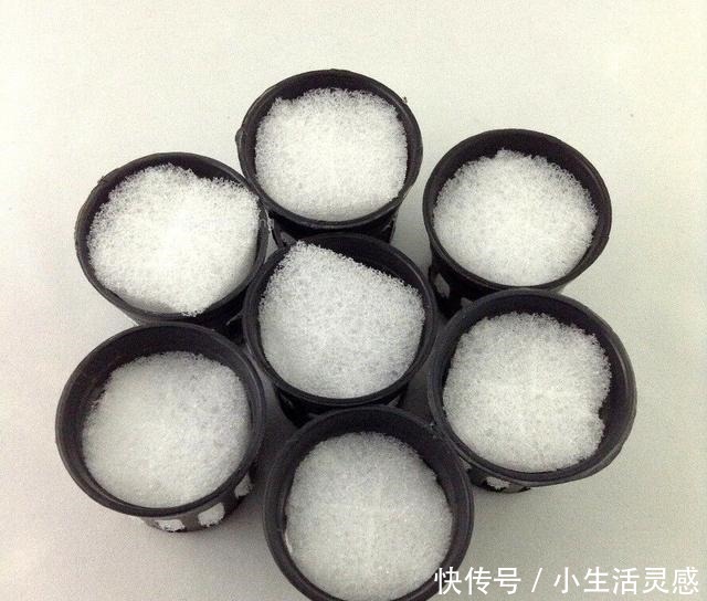 老妈如今在家种菜不用土了!海绵剪剪插蔬菜苗,天天吃菜不花钱!