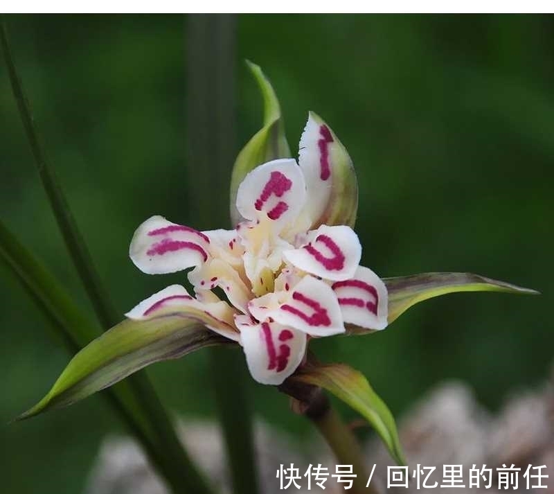 天蓬元帅@它是兰花界“天蓬元帅”?花朵酷似牡丹,味道胜香水,种植超简单