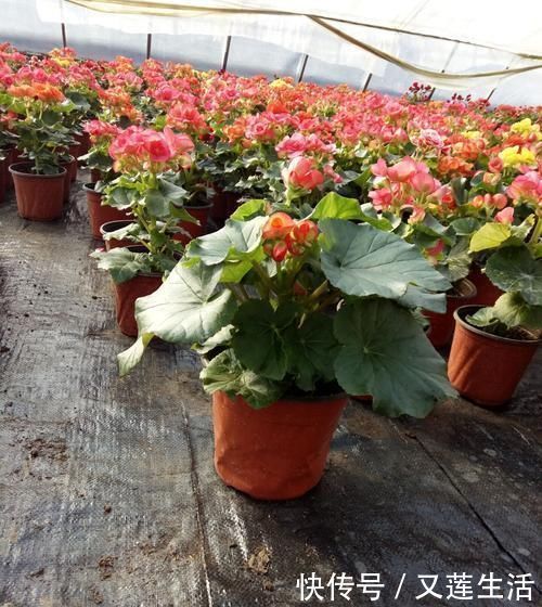 这3种花碰上雨天要搬回家，一淋雨就烂根，再次复花不容易