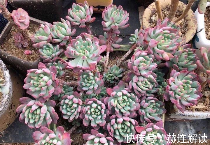 艾伦|姐姐养了9年的多肉,没有买肥就用它,个个长成精!